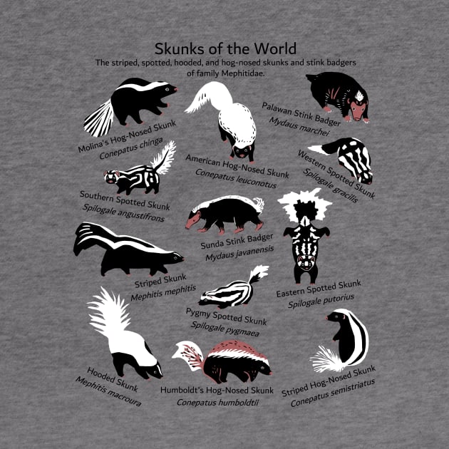 Skunks of the World: Species of Mephitidae by ELMayer